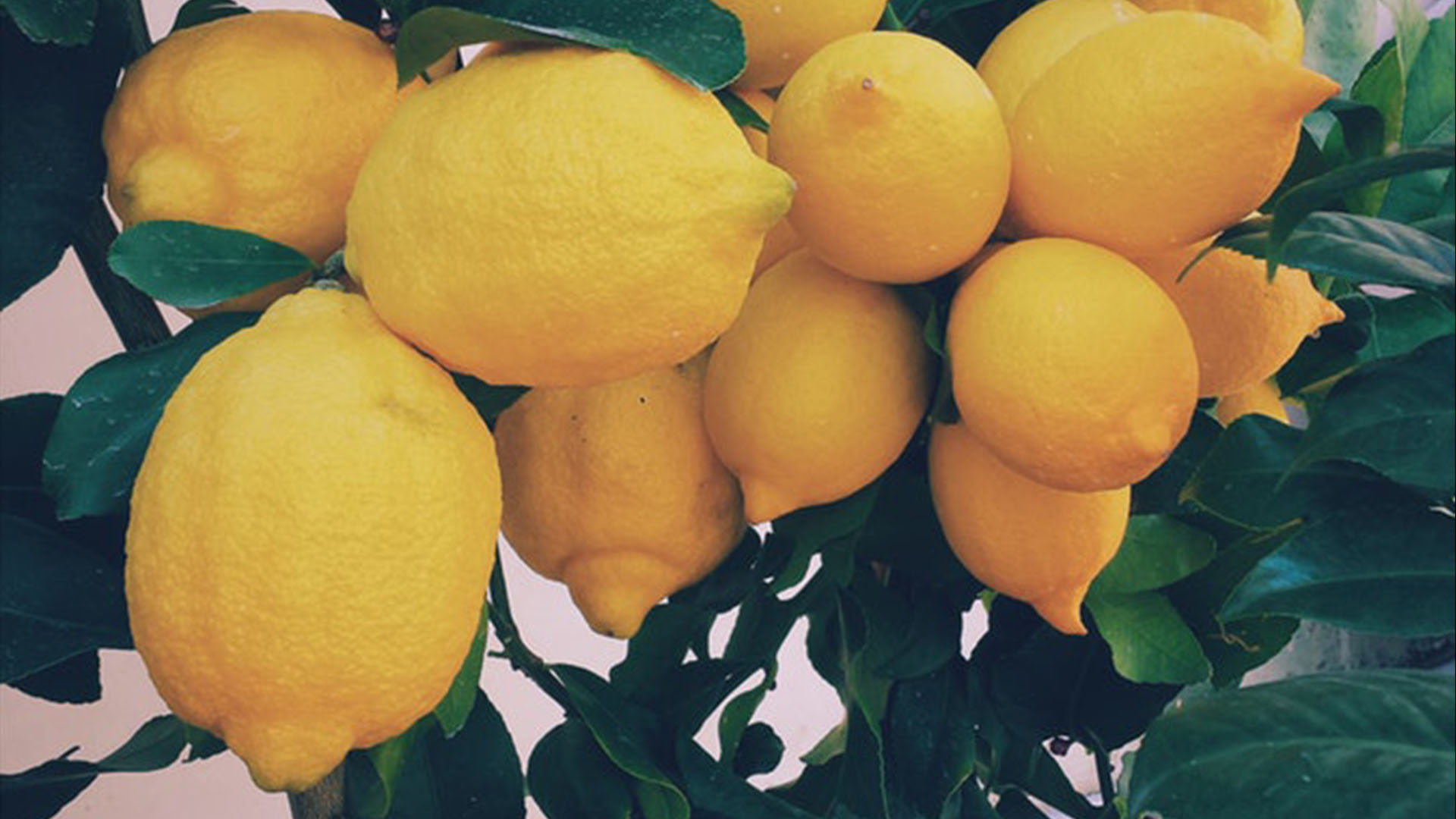 lemons hanging from tree portugal best quinta do lago restaurants